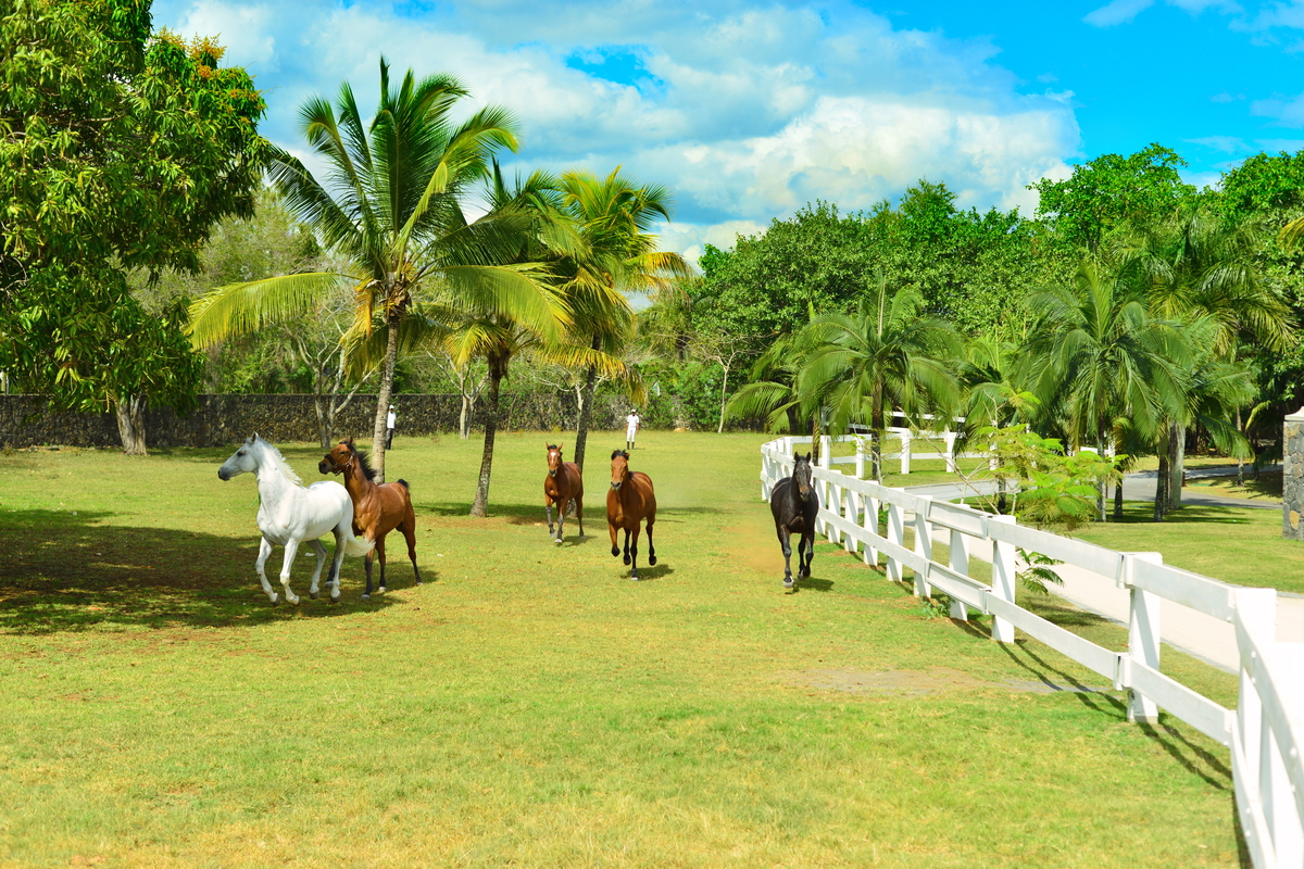 Maritim Resort & Spa Image